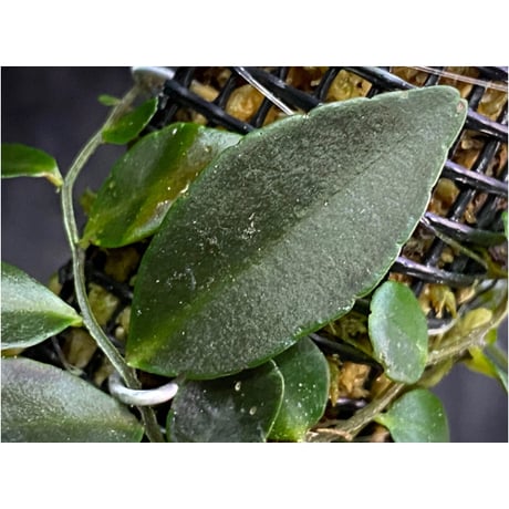 Marcgravia sp. "Azreal"