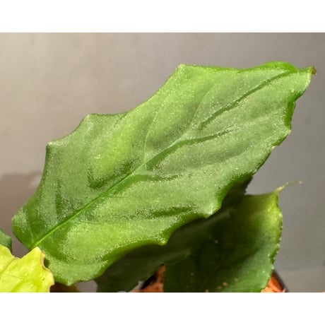 Unknown from Iquitos Peru [tanakay]