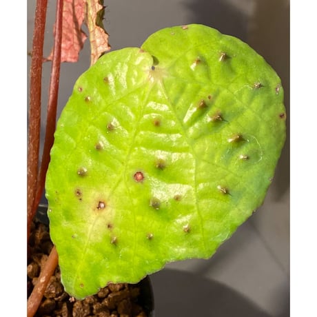 Begonia ferox from Northern Vietnam