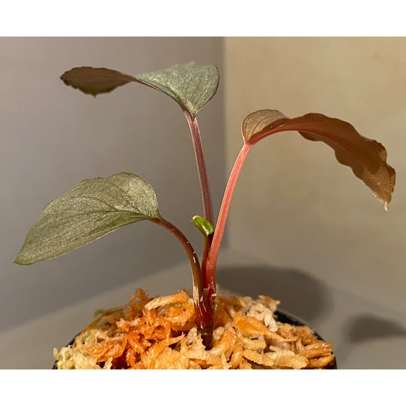 Homalomena sp. 