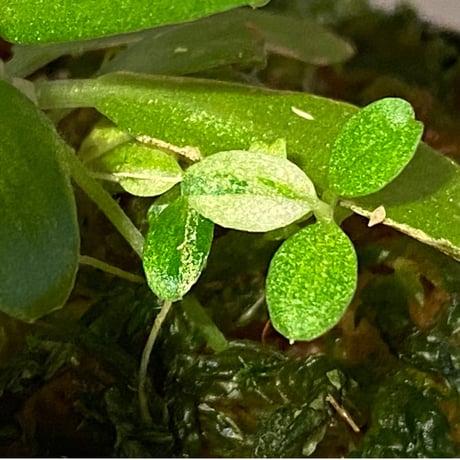 Schismatoglottis sp. "初霜錦" from Murung raya [LA0515-05]