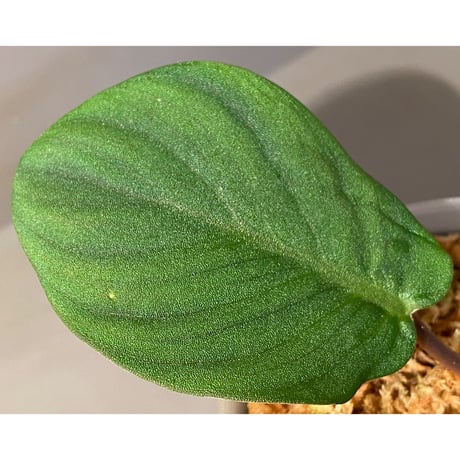 (大株) Homalomena sp. "Tutut" from Meulaboh [AZ0119-4]