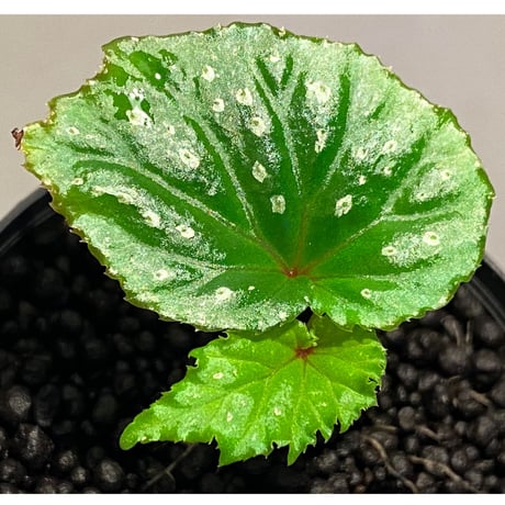 Begonia sp. from Keningau [TK190217]