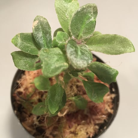 Codonoboea cf. pumila from Padang sumatera [LA1016-01]