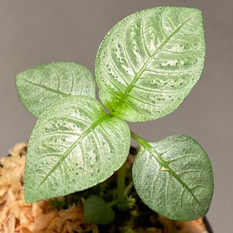 Ophiorrhiza sp. from Selangor [TK]