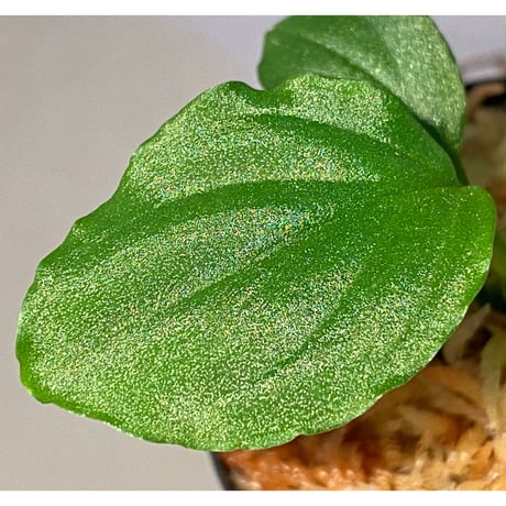 Homalomena sp. (Green) from Solok sumatera [LA0214-3]