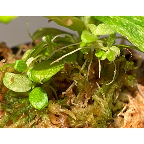 Schismatoglottis sp. "初霜錦" from Murung raya [LA0515-05]