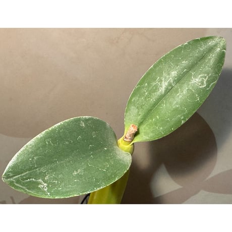 Myrmecophila thomsoniana ('Red' × 'Yellow')