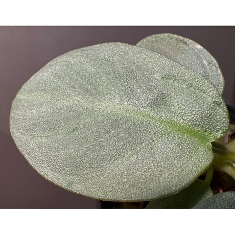 Homalomena sp. "銀鮫" from Aceh sumatera [LA0217-03]