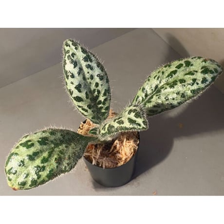 Primulina dryas from South China