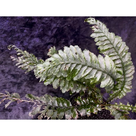 Cephalomanes sp. from Trat Thailand ②