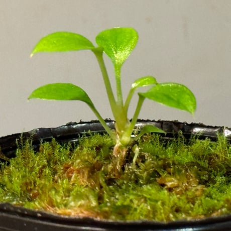 Homalomena sp. from Solok sumatera [LA0616-03]