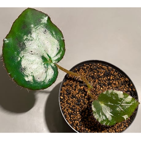 Begonia melanobullata from Viet Nam