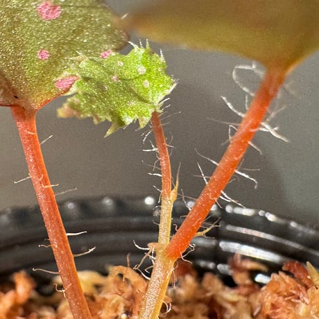 Begonia sp. "Muara Wahau" Kutai timur Kalimantan timur [TB]