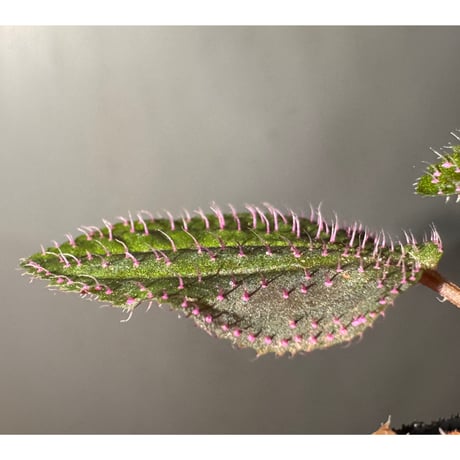 Sonerila sp. from Landak West Kalimantan