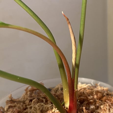 Homalomena sp. from Padang sumatera [LA0117-02]