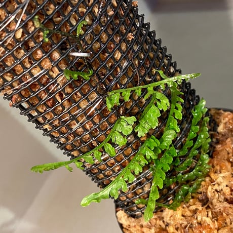 Teratophyllum aculeatum var. montanum マレー半島中央高原地帯標高1,500m [KSB]
