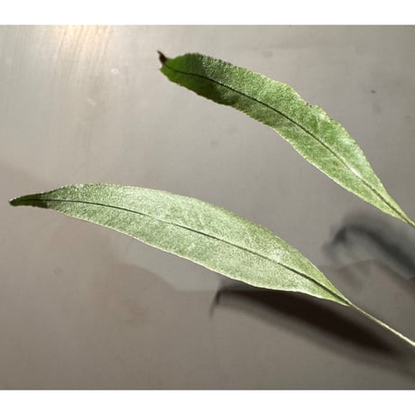 Selliguea sp. from Sulawesi