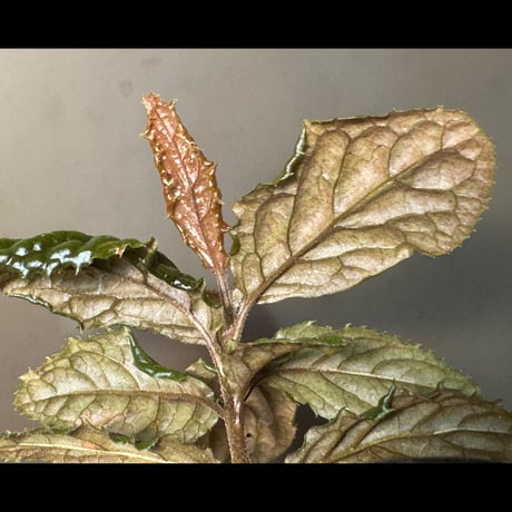 Ardisia sp. from Bengkulu [LA0315-1]