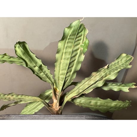 Pinanga sp. from Bengkayang West Kalimantan ①