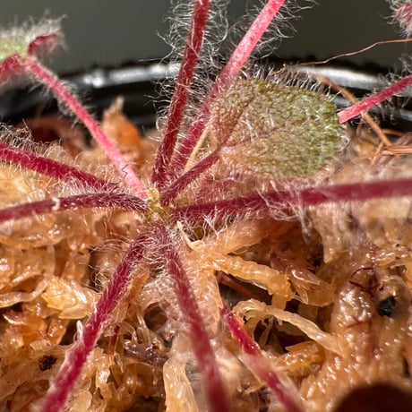 Sonerila dongnathamensis [LA]