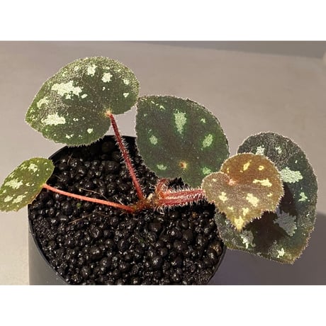 Begonia sp. from Cao Bang [YH050519] TK