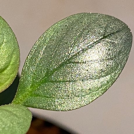 Acanthaceae gen. from Laos [LA]