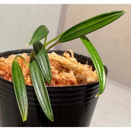 ブセファランドラ | STORES