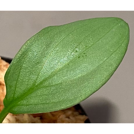 Homalomena sp . from Jerteh [TK090118-2]