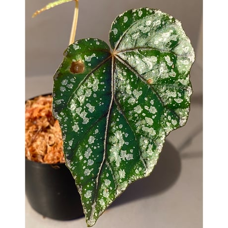 Begonia handelii var. prostrata from Viet Nam
