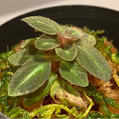 Sonerila pulchella