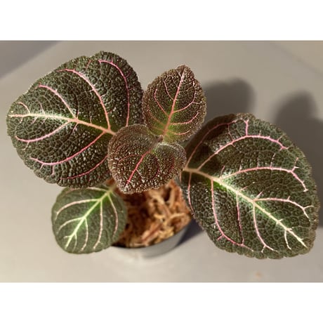Pearcea hypocyrtiflora from Rio Napo Ecuador [tanakay] 赤葉脈
