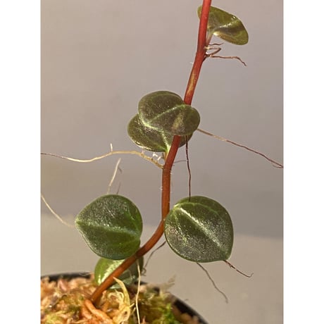 Peperomia sp. (インボイスbicolor)