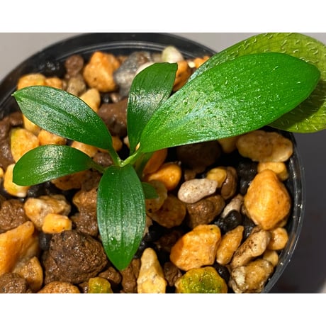 Homalomena hasei "狐尾" from Aceh sumatera [LA0616-04]