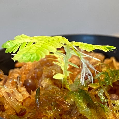 Selaginella sp. バリエガータ from "Nanga pinoh" [TB]