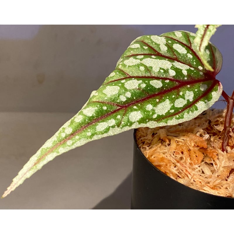 green bottle❣️Begonia ベゴニアおまとめ green bottle様専用