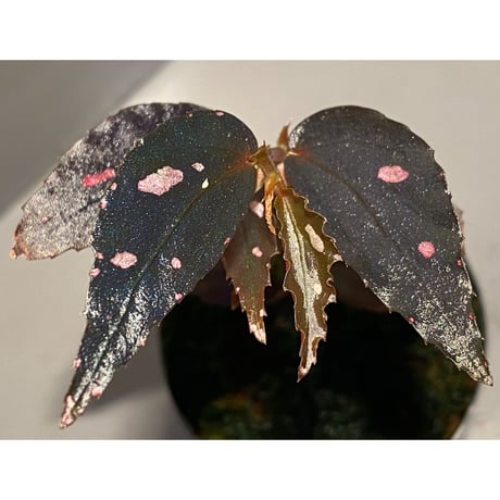 Begonia sp. from Julau [R1214-01b]