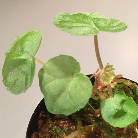 Begonia sp. Blue Type from Malay Peninsula [KN]