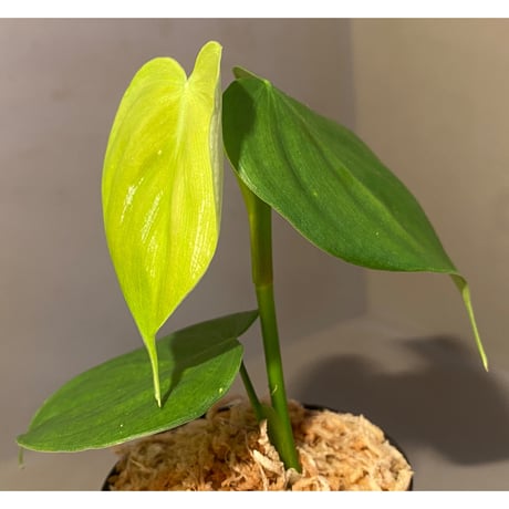 Philodendron sp. from Iquitos Peru [tanakay]