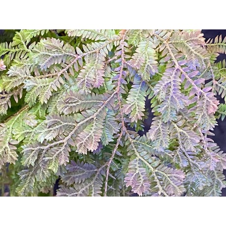 Selaginella sp. from Iquitos Peru [tanakay]