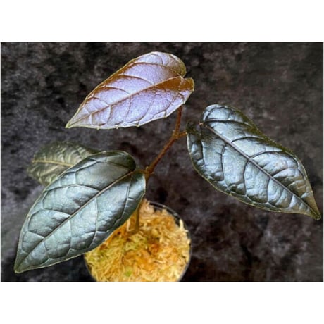 Pterisanthes sp. from Sidikalang [R0817-01c]
