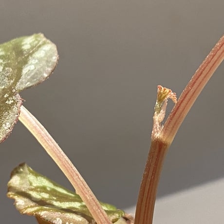 Begonia variabilis from Dabong [TK150717]