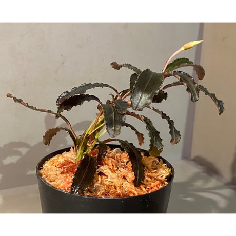 (大株) Bucephalandra sp. "Kedagang" [ID便]