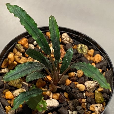 Bucephalandra sp. "Mangat" [MF0417-2A]