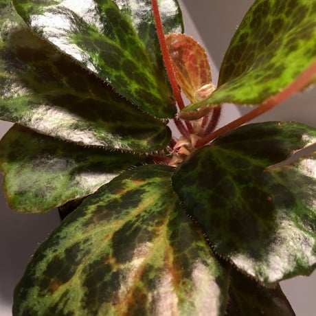 Begonia blancii