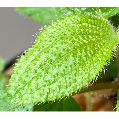 Phyllagathis sp. from Dong Nai province south Vietnam