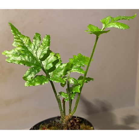 Bolbitis sp. from Siberut [LA]