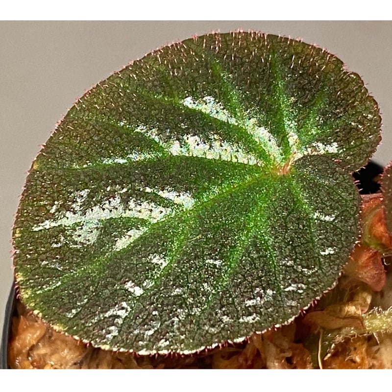 Begonia sp. from Manaus | M・R・G・R