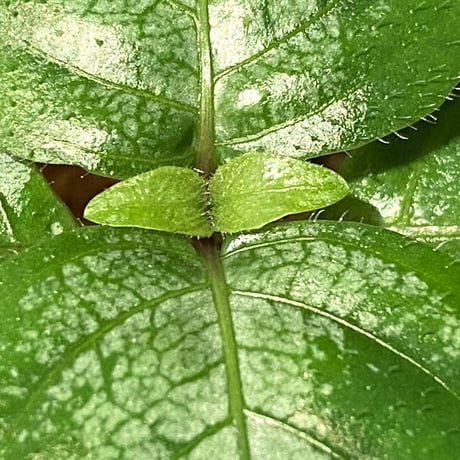 Gymnostachyum sp. "type C" f1 from Aceh Selatan [HW0816-02]