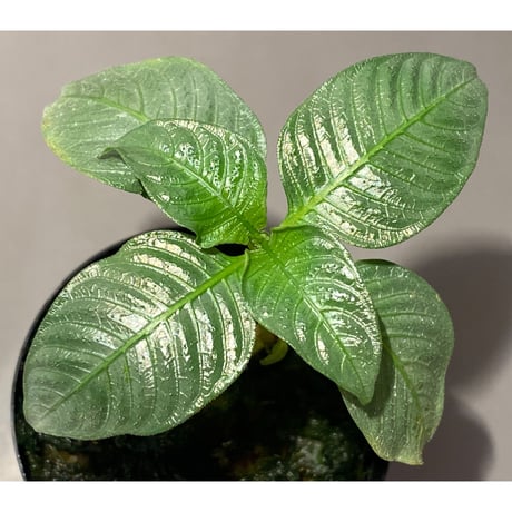 Ophiorrhiza sp. from Selangor [TK]